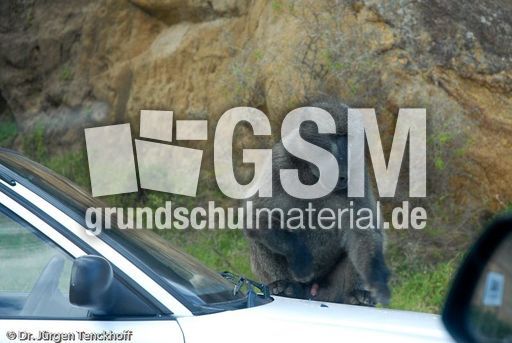 Tschakma Pavian (23 von 48).jpg